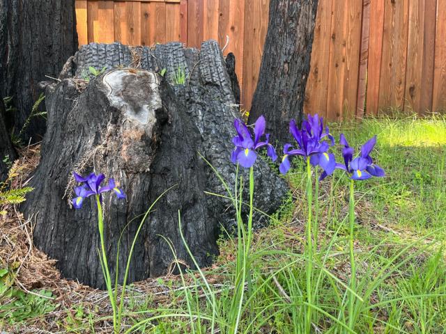 830 Kings Highway, Boulder Creek CA: https://media.crmls.org/mediaz/22806afe-3392-4a21-a622-c863b2b8a723.jpg