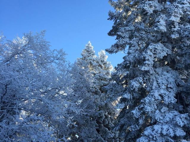 Detail Gallery Image 53 of 75 For 3413 Fern Meadow Rd, Palomar Mountain,  CA 92060 - 3 Beds | 3/1 Baths