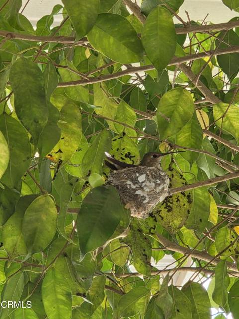 Detail Gallery Image 5 of 37 For 222 Calle Fronte #29,  Camarillo,  CA 93012 - 2 Beds | 2 Baths