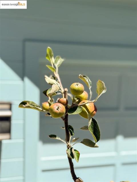 428 Cavour St, Oakland CA: https://media.crmls.org/mediaz/232d7f57-c1a4-4c78-84f6-96f17fabf1b4.jpg