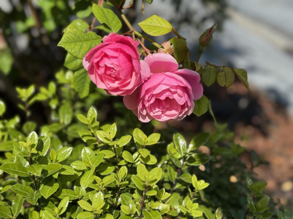 https://media.crmls.org/mediaz/2344cdd8-993d-4873-91f2-c32bb5652a2b.jpg?preset=X-Large