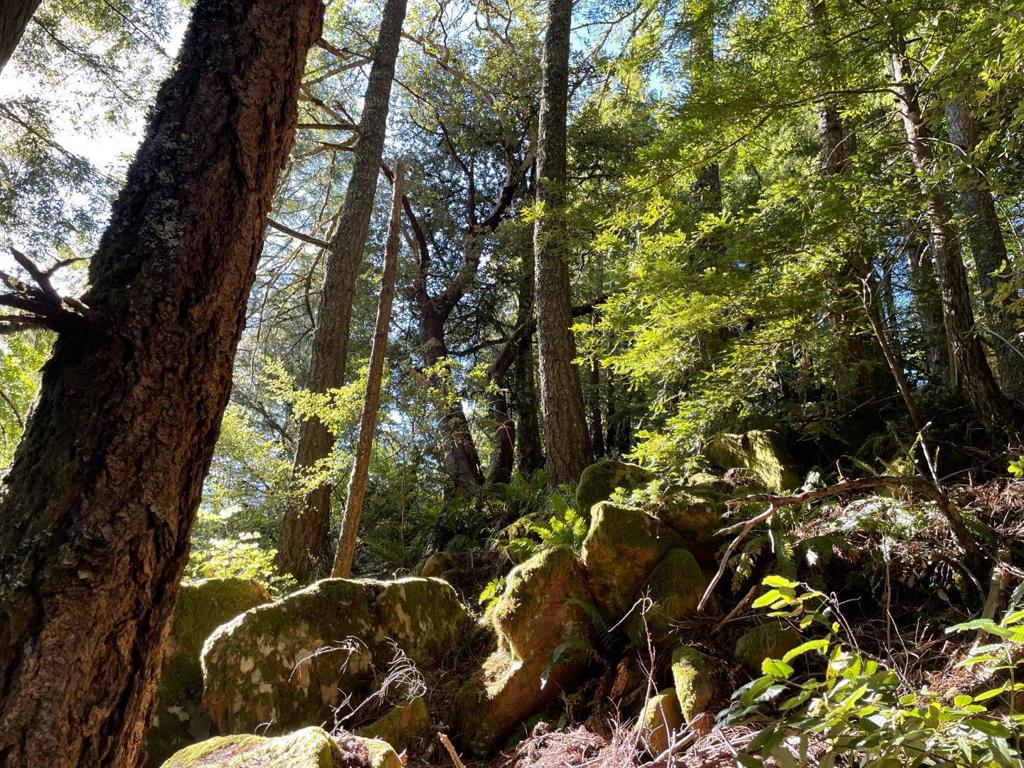 MLS #ML81979482 image #6