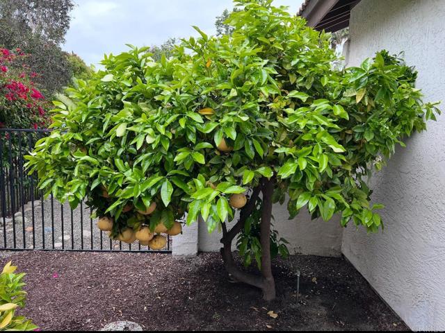 Detail Gallery Image 48 of 59 For 2070 Tiffany Dr, Oceanside,  CA 92056 - 4 Beds | 2/1 Baths