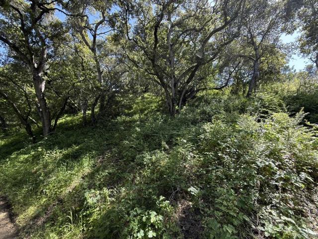 0 Bartlett Way, Belmont CA: https://media.crmls.org/mediaz/23dbdf72-1c27-4224-bace-fff6a52558c3.jpg