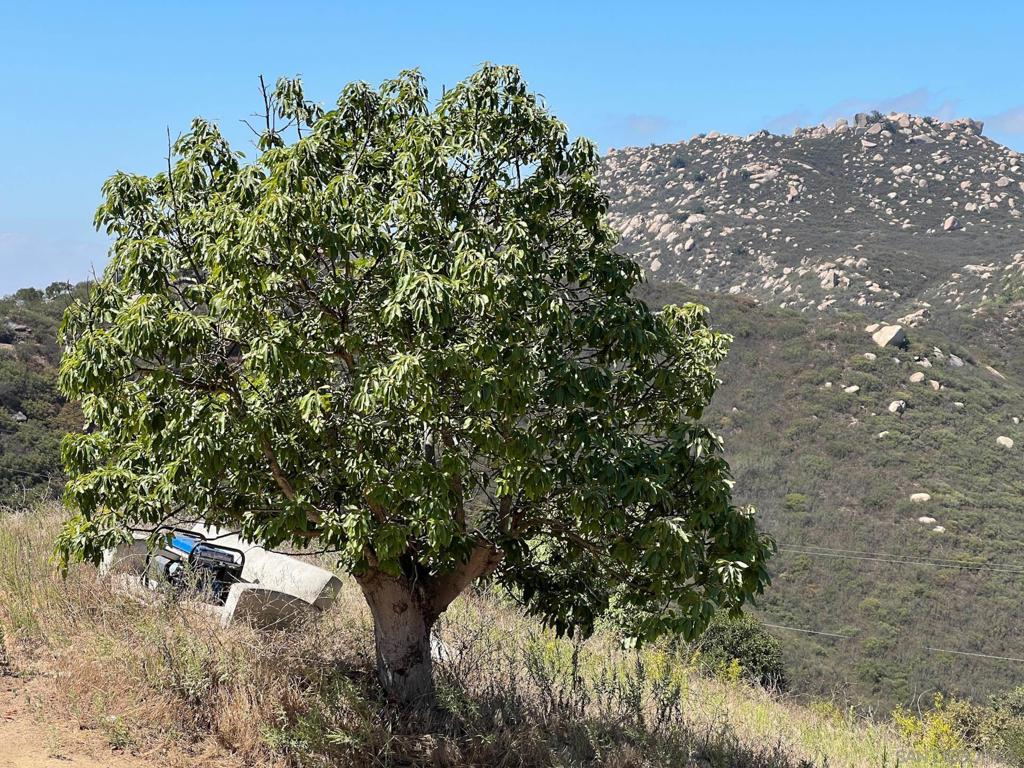 MLS #250037285SD image #31