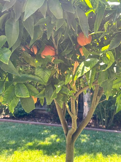 5871 Masoni Place, Gilroy CA: https://media.crmls.org/mediaz/23f6ee14-b693-475a-99b5-9c764415159e.jpg