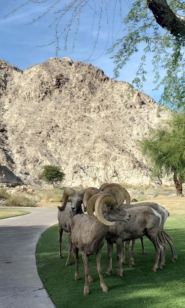 MLS #219136046DA image #48