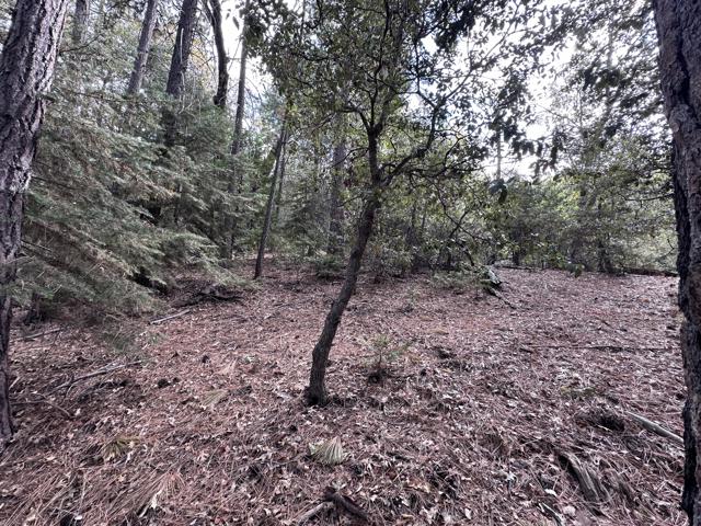 0 Round Robin, Idyllwild CA: https://media.crmls.org/mediaz/24744a69-15b7-43a6-9d65-5575b91cd737.jpg