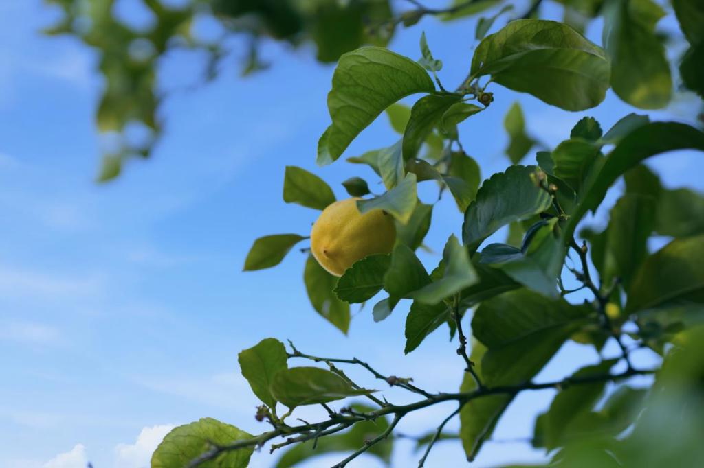 https://media.crmls.org/mediaz/24fdd11e-31d9-4d41-9547-d8a3bd2d6a6c.jpg?preset=X-Large