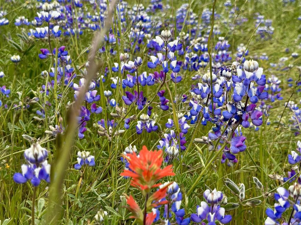 MLS #ML81977848 image #13