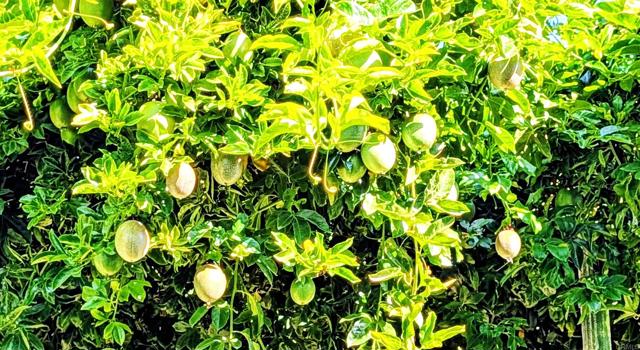 Detail Gallery Image 56 of 64 For 6951 W Lilac Rd, Bonsall,  CA 92003 - 3 Beds | 2 Baths