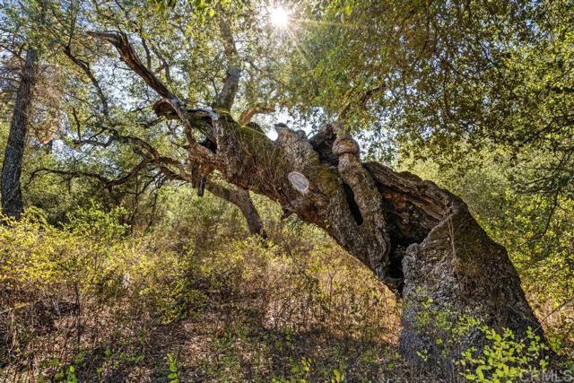 Detail Gallery Image 23 of 40 For 120 Ac Vacant Land Mesa Grande Rd, Santa Ysabel,  CA 92070 - – Beds | – Baths