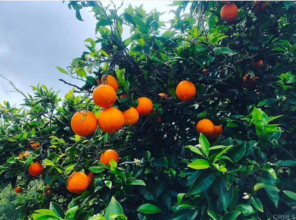 MLS #NDP2410465 image #11