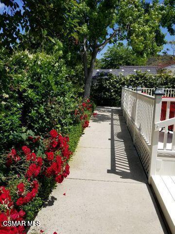 Boxthorn backyard 1