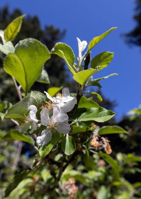 645 Skyward Drive, Aptos CA: https://media.crmls.org/mediaz/25c5f8c2-b7e0-4fba-abe2-54d64fe25a7c.jpg
