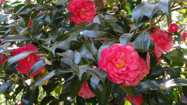 MLS #ML82014848 image #31