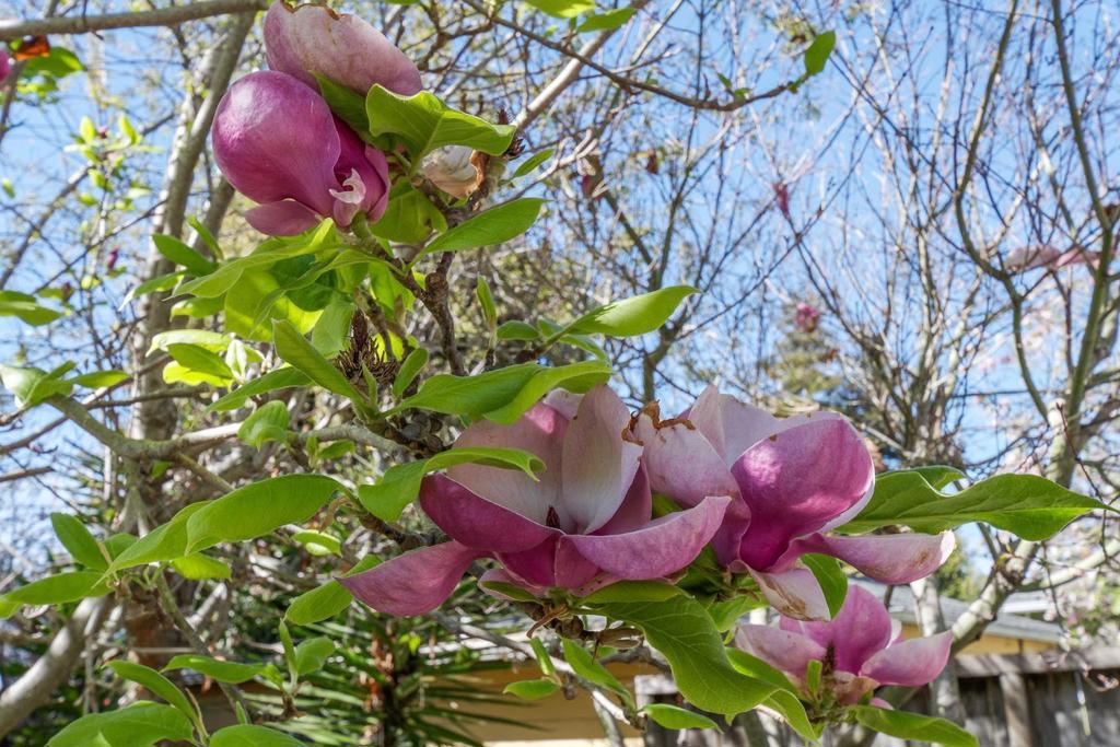 MLS #ML82027018 image #36