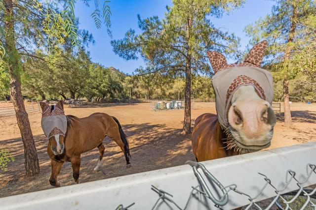Detail Gallery Image 54 of 74 For 22544 Tombill Rd, Ramona,  CA 92065 - 4 Beds | 3/1 Baths