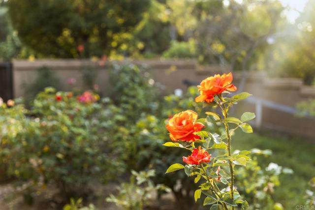 Detail Gallery Image 55 of 75 For 30663 via Maria Elena, Bonsall,  CA 92003 - 4 Beds | 5 Baths