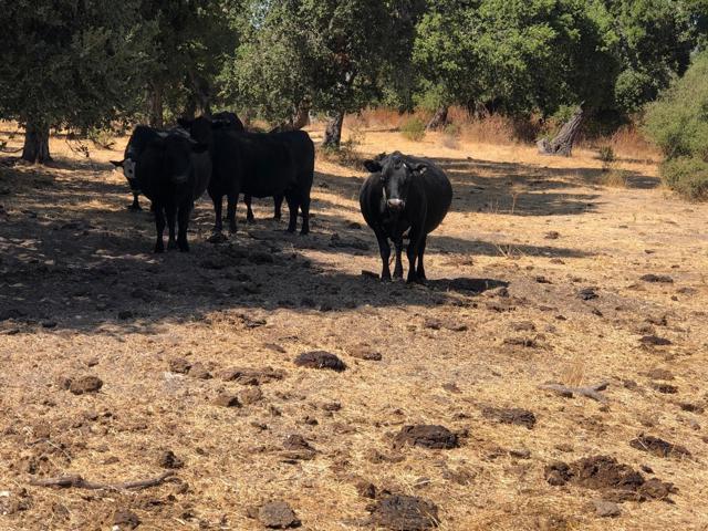 0 Creek Ranch, Carmel Valley Road, Carmel Valley CA: https://media.crmls.org/mediaz/290d4b88-9cff-4130-9cde-8b3d5755c523.jpg