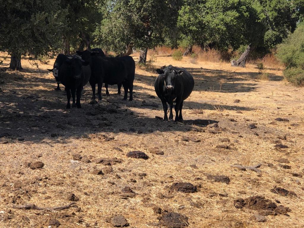 MLS #ML81990189 image #40