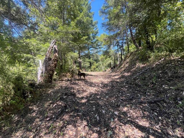 0 Deer Creek (Lot 21), Boulder Creek CA: https://media.crmls.org/mediaz/29f1a8b6-0f2a-4167-b49f-2bfa752e1e9f.jpg