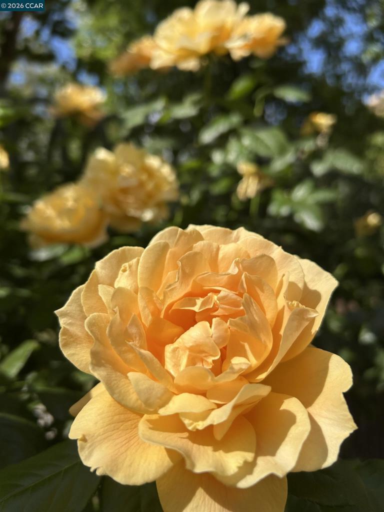 https://media.crmls.org/mediaz/2a17e6e2-8243-46a7-9cbb-e159528c08de.jpg?preset=X-Large