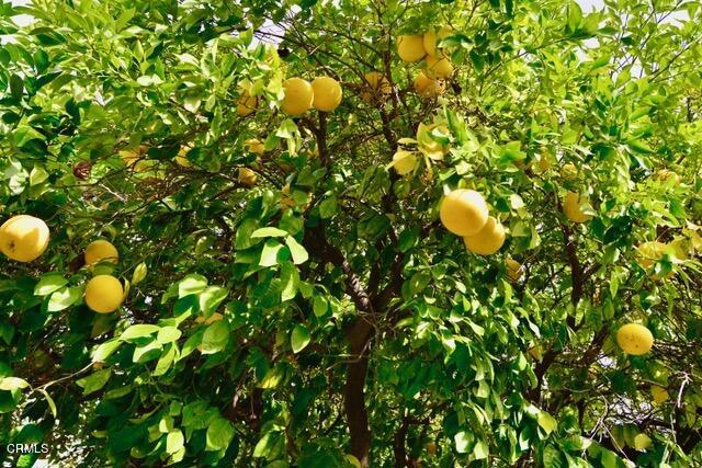 grapefruit tree