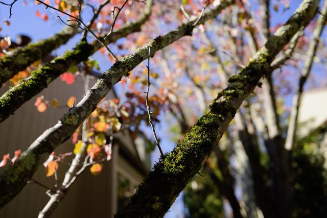 111 Bean Creek Road, Scotts Valley CA: https://media.crmls.org/mediaz/2ad13ec6-5cf1-4a05-9fb5-f8b39d5c3af3.jpg