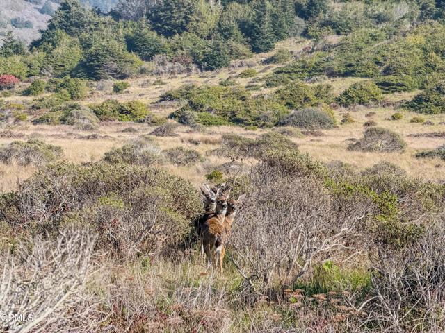 Detail Gallery Image 8 of 14 For 37601 N Highway 1, Westport,  CA 95488 - – Beds | – Baths