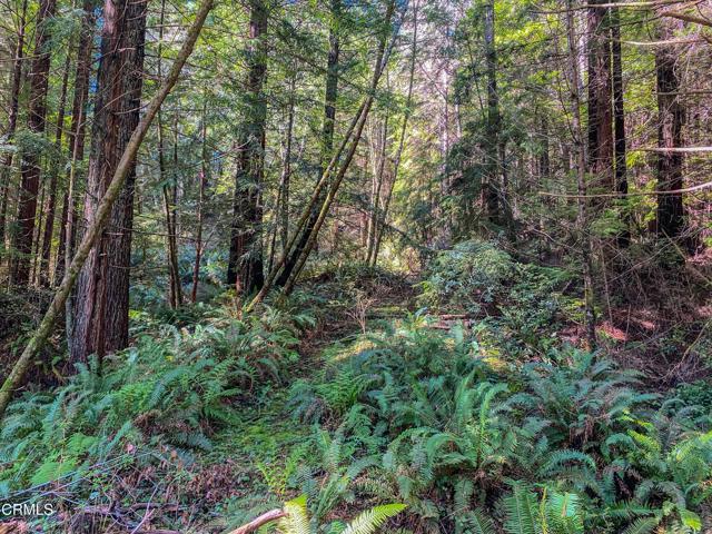 15137 Mitchell Creek Drive, Fort Bragg CA: https://media.crmls.org/mediaz/2bc4580d-3138-43d0-8a0b-80f312f12857.jpg