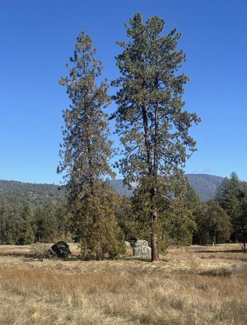 2795 State Highway 49, Mariposa CA: https://media.crmls.org/mediaz/2bea3b67-3d3c-4c27-bdba-43dead4d2f3d.jpg