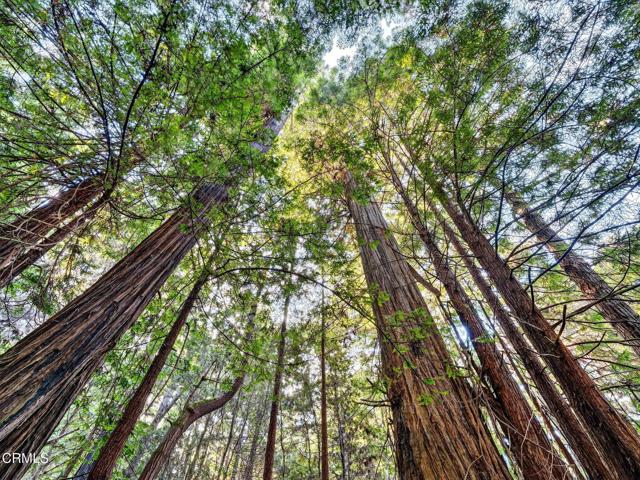 Detail Gallery Image 46 of 49 For 19400 Dorffi Rd, Fort Bragg,  CA 95437 - 3 Beds | 2/1 Baths