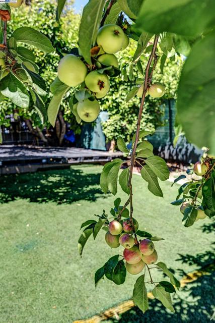 2309 High St, Oakland CA: https://media.crmls.org/mediaz/2c84388f-6eb5-4ef8-af76-61c5651a696c.jpg