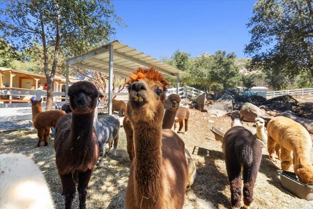 10499 Highway 79, Descanso CA: https://media.crmls.org/mediaz/2c88005b-c9c7-487d-8b38-3adafbba3ff3.jpg