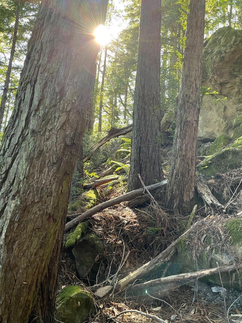 MLS #ML81979482 image #7