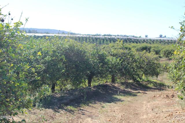 Detail Gallery Image 9 of 15 For 4363 Sand Canyon Rd, Somis,  CA 93066 - – Beds | – Baths