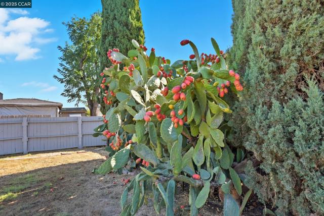 4108 Irene Dr, Martinez CA: https://media.crmls.org/mediaz/2d43b28a-355f-4d48-a268-858f2f14dd4e.jpg