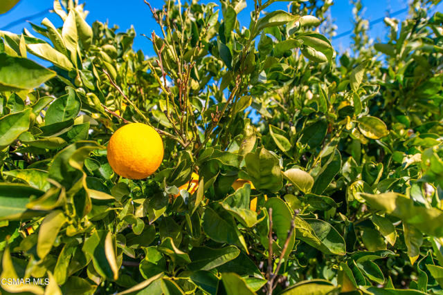 Fruit Trees