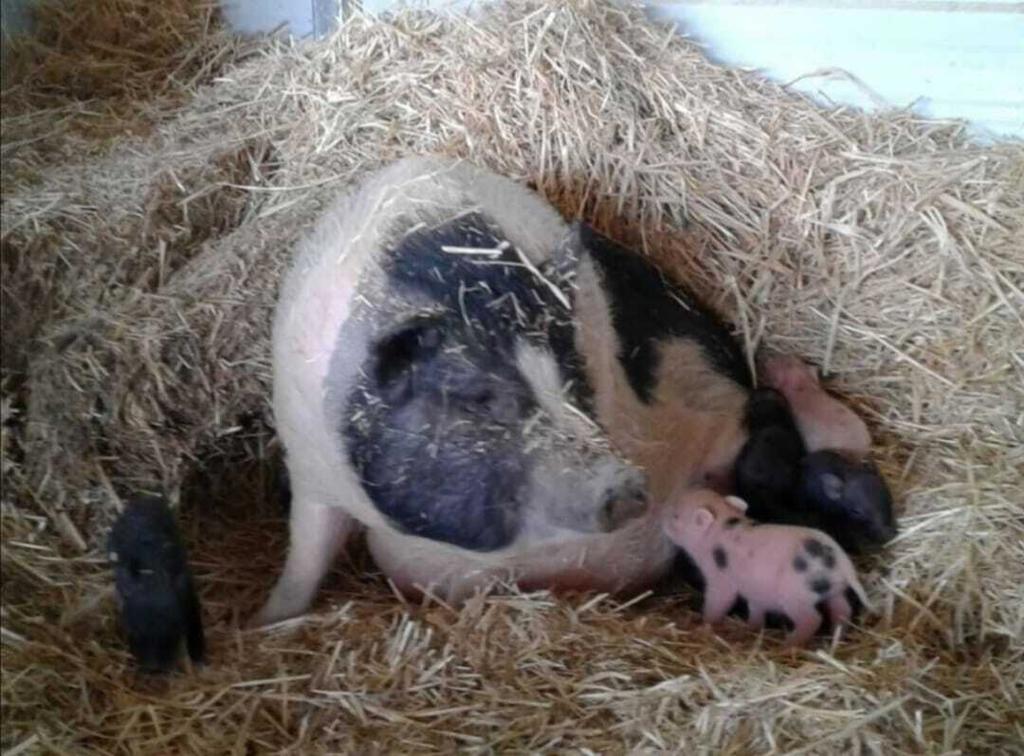 MLS #219138603PS image #19