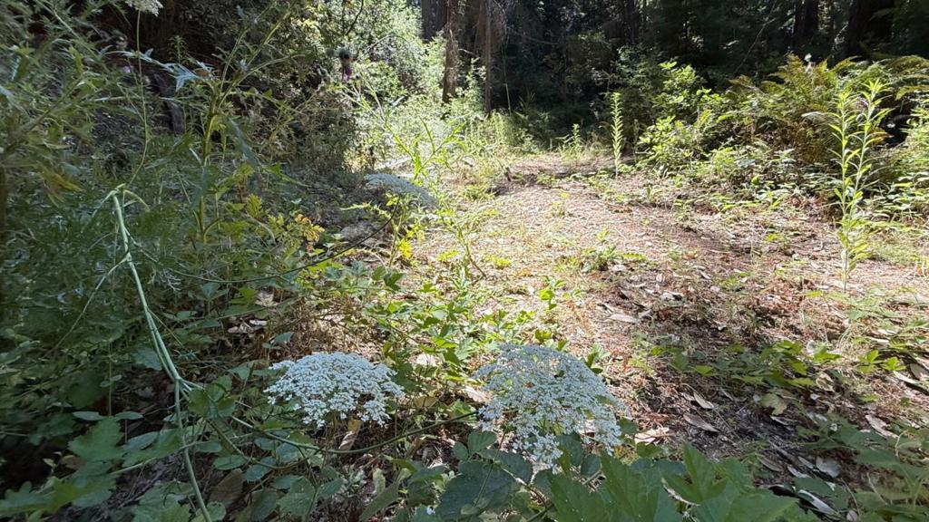 MLS #ML82019043 image #7