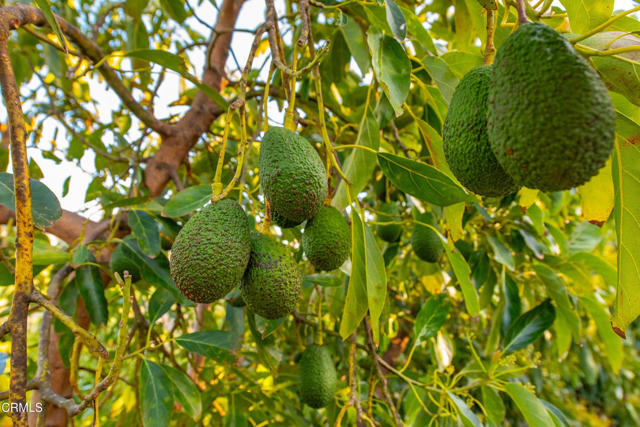 Detail Gallery Image 13 of 18 For 15295 Middle Ranch Rd, Moorpark,  CA 93021 - – Beds | – Baths