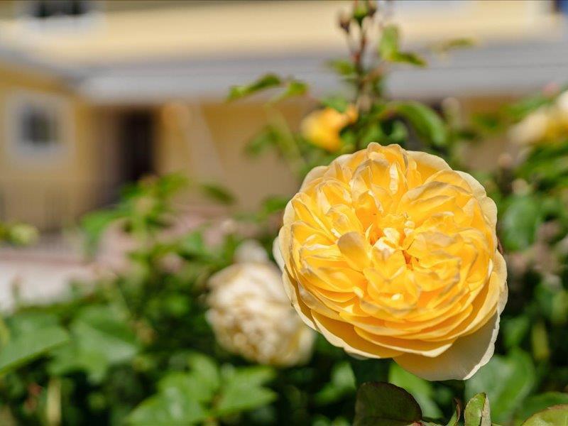 https://media.crmls.org/mediaz/2f0e1759-632e-4cb8-bacf-fd54c935cdce.jpg?preset=X-Large