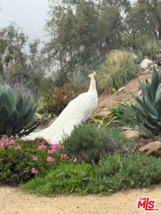 23255 W Paloma Blanca Drive, Malibu CA: https://media.crmls.org/mediaz/2f40eff9-5826-4516-8ab0-a48eb1e43c5f.jpg