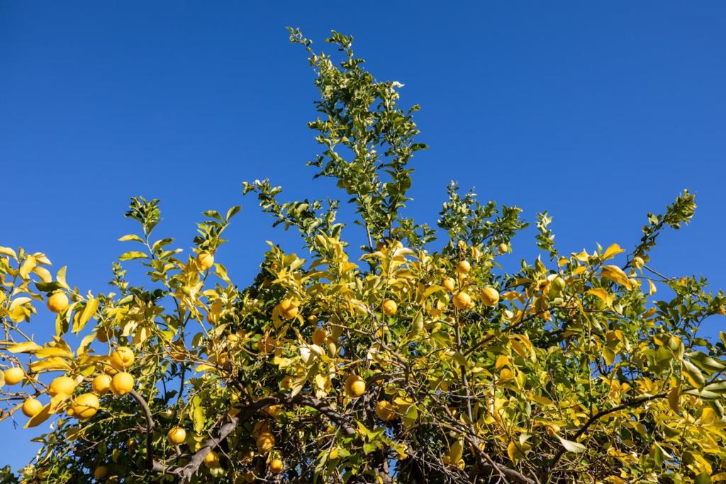 https://media.crmls.org/mediaz/2f57c8b7-8c0a-45b0-9644-7d8449ac4839.jpg?preset=X-Large