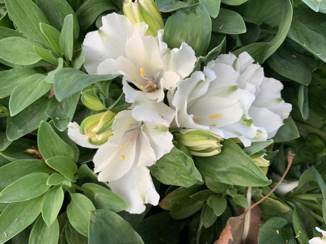 1152 Curtner Avenue, San Jose CA: https://media.crmls.org/mediaz/2f66a39e-fe6c-4333-949c-e4486406e811.jpg