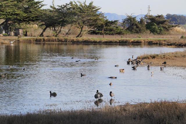 101 Shell Drive, Watsonville CA: https://media.crmls.org/mediaz/2fadabfc-15f1-4311-a51c-a62bbcadb54e.jpg