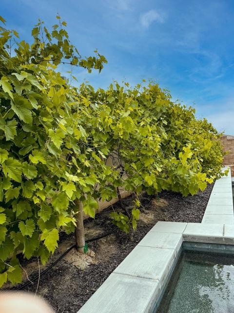 Detail Gallery Image 23 of 75 For 45721 Middle Gate Ct, Temecula,  CA 92592 - 6 Beds | 4/1 Baths