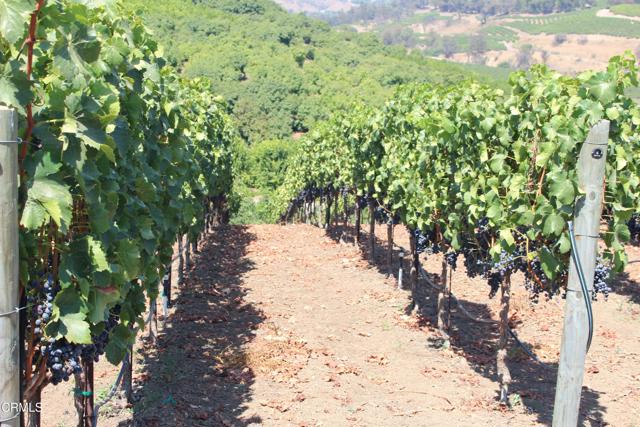 Detail Gallery Image 54 of 72 For 6150 Baja Vista Dr, Somis,  CA 93066 - 7 Beds | 5/2 Baths