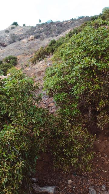 Detail Gallery Image 15 of 18 For 1411 Wild Acres Rd., Vista,  CA 92084 - – Beds | – Baths